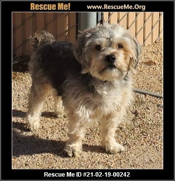 - Washington Yorkie Rescue - ADOPTIONS - Rescue Me!