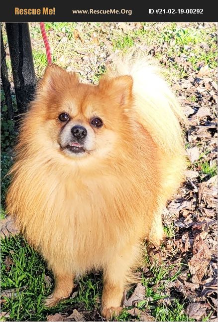 ADOPT 21021900292 ~ Pomeranian Rescue ~ Griffin, GA