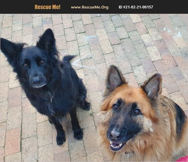 ADOPT 21022100157 ~ German Shepherd Rescue ~ Cape Town,