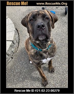 - Washington Mastiff Rescue - ADOPTIONS - Rescue Me!