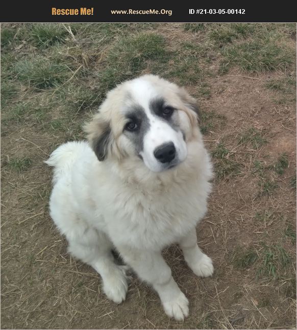 ADOPT 21030500142 ~ Great Pyrenees Rescue ~ Springfield, MO