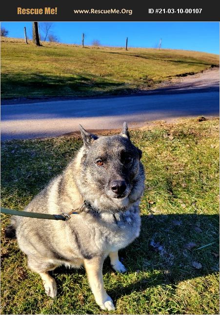 ADOPT 21031000107 ~ Norwegian Elkhound Rescue ~ Addison, PA