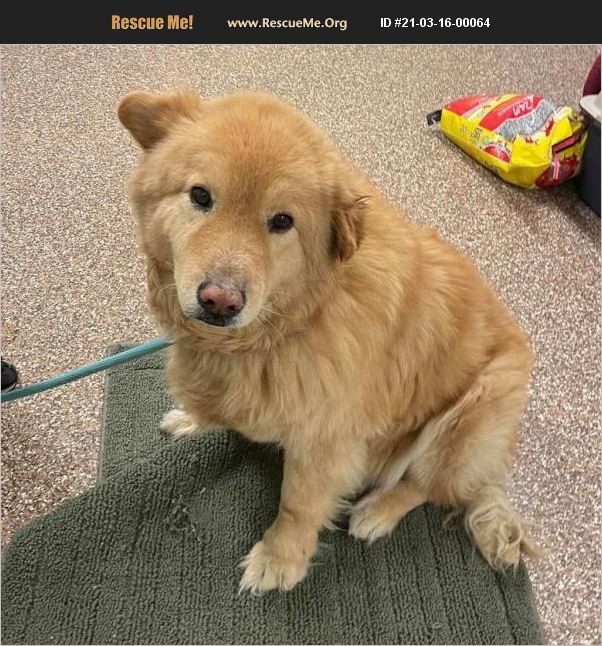 ADOPT 21031600064 ~ Chow Chow Rescue ~ Lyndhurst, VA