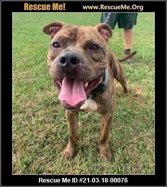 - New Jersey Pit Bull Rescue - ADOPTIONS - Rescue Me!