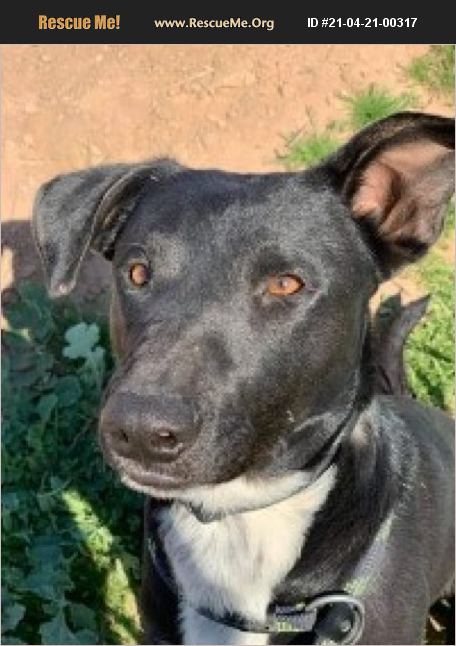 ADOPT 21042100317 ~ Lab Rescue ~ Casa Grande, AZ