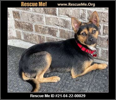 - Georgia Chihuahua Rescue - ADOPTIONS - Rescue Me!