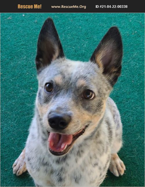 ADOPT 21042200338 ~ Australian Cattle Dog Rescue ~ , FL