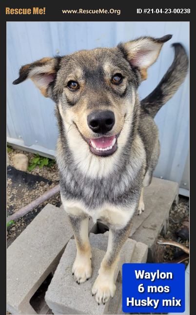 ADOPT 21042300238 ~ Siberian Husky Rescue ~ Gilberts, IL