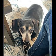 Illinois Dachshund Rescue Adoptions Rescue Me