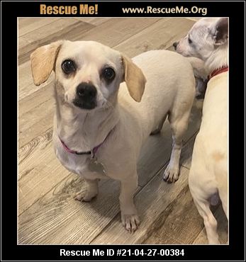 - Arizona Dog Rescue - ADOPTIONS - Rescue Me!