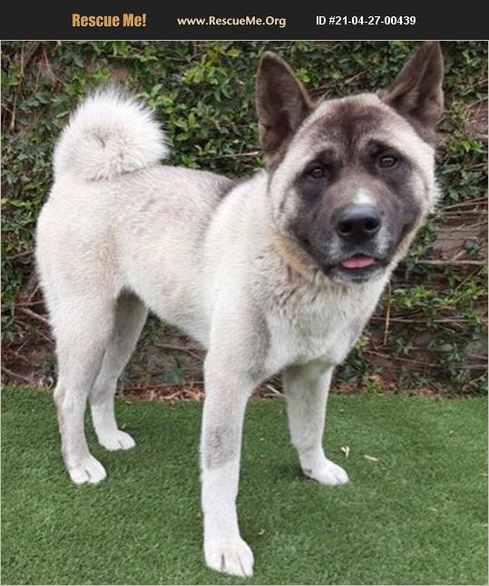 ADOPT 21042700439 ~ Akita Rescue ~ Van Nuys, CA