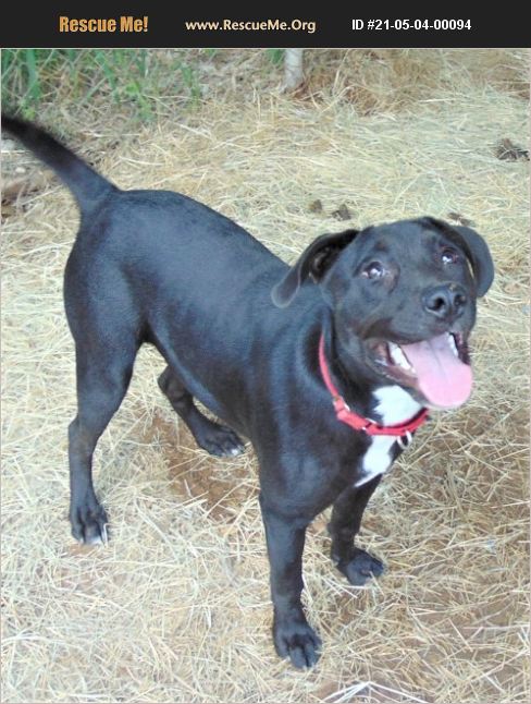 ADOPT 21050400094 ~ Lab Rescue ~ Seattle, WA