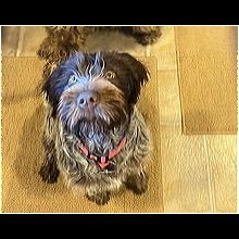 Colorado Wirehaired Pointing Griffon Rescue Adoptions Rescue Me