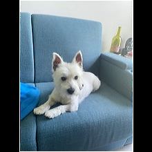 Ohio Westie Rescue Adoptions Rescue Me