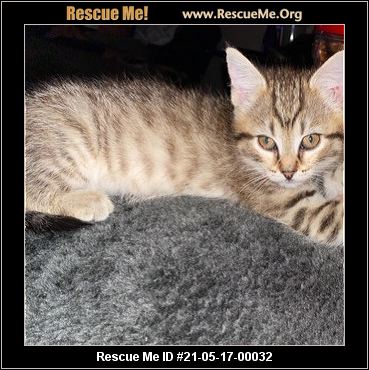 - Florida Cat Rescue - ADOPTIONS - Rescue Me!