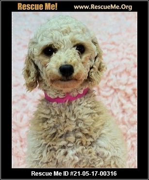 - Colorado Poodle Rescue - ADOPTIONS - Rescue Me!