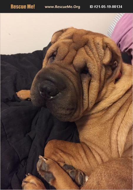 ADOPT 21051900134 ~ Shar-Pei Rescue ~ Columbia, SC