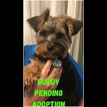 Oregon Yorkie Rescue Adoptions Rescue Me