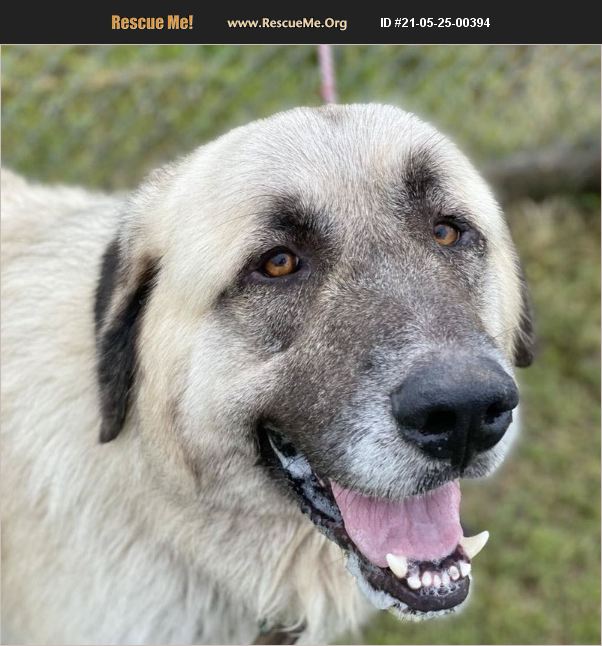 ADOPT 21052500394 ~ Anatolian Shepherd Rescue ~ Preston, CT