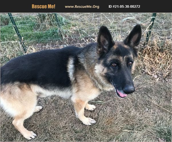 ADOPT 21053000272 ~ German Shepherd Rescue ~ Ashland, WI