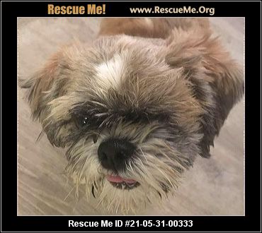 - Arizona Lhasa Apso Rescue - ADOPTIONS - Rescue Me!