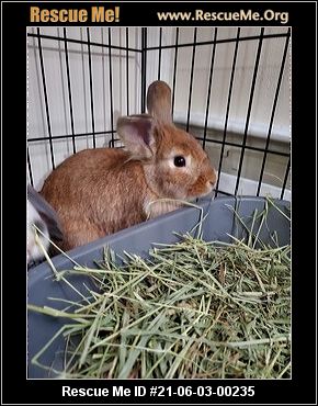 - Pennsylvania Rabbit Rescue - ADOPTIONS - Rescue Me!