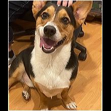 Colorado Corgi Rescue Adoptions Rescue Me