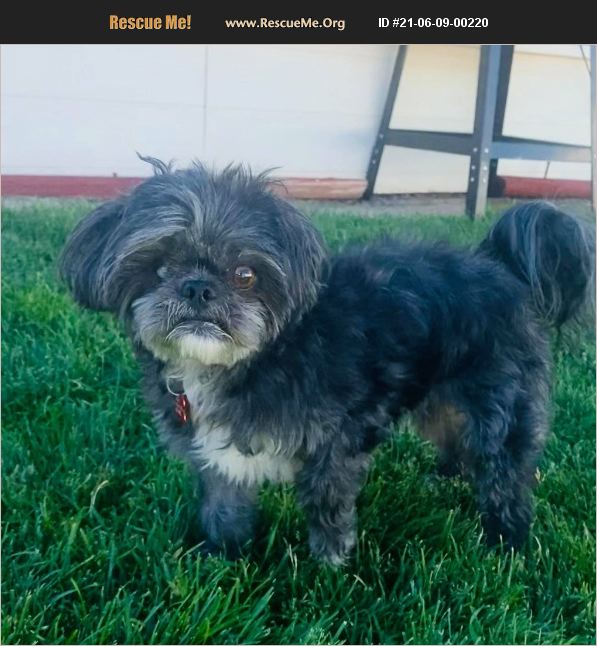 ADOPT 21060900220 ~ Shih Tzu Rescue ~ Penrose, CO