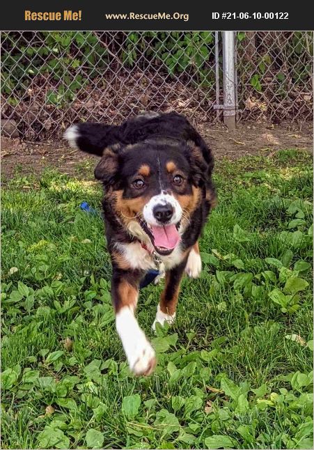 ADOPT 21061000122 ~ Bernese Mountain Dog Rescue ~ Bethel, CT