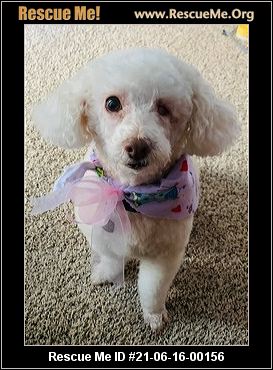 - Illinois Poodle Rescue - ADOPTIONS - Rescue Me!