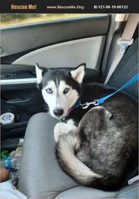 ADOPT 21061900132 ~ Siberian Husky Rescue ~ Columbia, MO