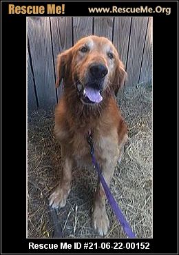 - Washington Golden Retriever Rescue - ADOPTIONS - Rescue Me!