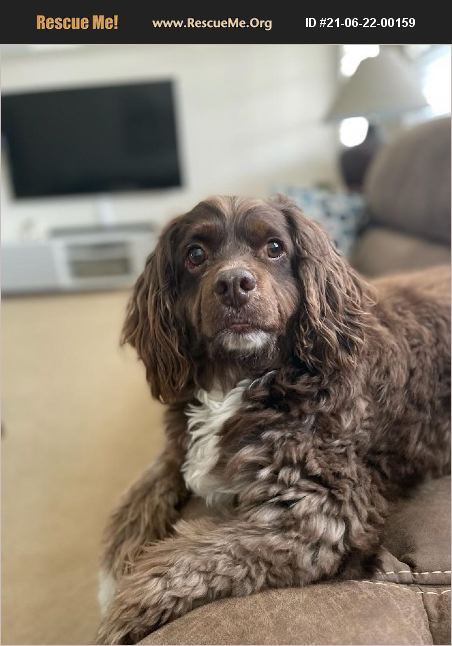 ADOPT 21062200159 ~ Cocker Spaniel Rescue ~ Seattle, WA