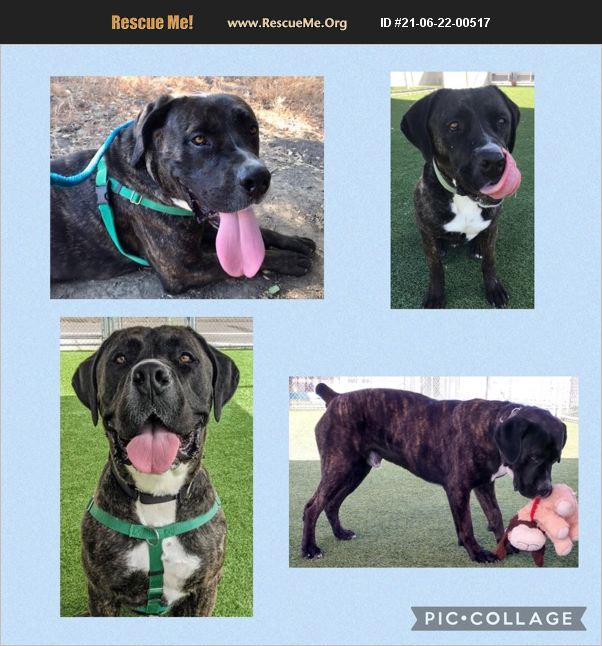 ADOPT 21062200517 ~ Mastiff Rescue ~ CAMARILLO, CA