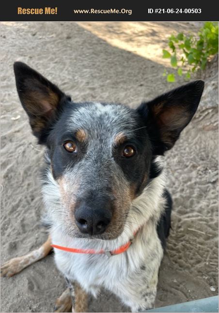 ADOPT 21062400503 ~ Australian Cattle Dog Rescue ~ Fallon, NV