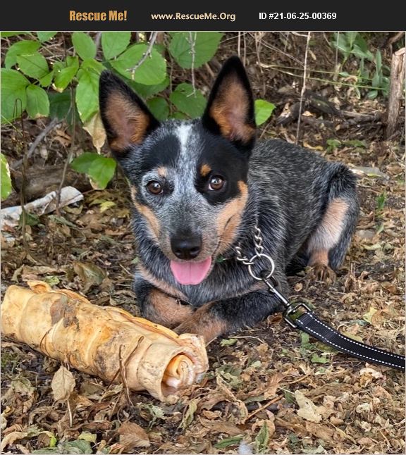 ADOPT 21062500369 ~ Australian Cattle Dog Rescue ~ Northfield, MN