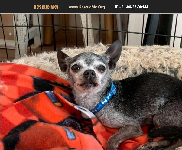 ADOPT 21062700144 ~ Chihuahua Rescue ~ Utah