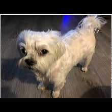 Illinois Maltese Rescue Adoptions Rescue Me