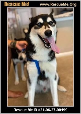 - Florida Siberian Husky Rescue - ADOPTIONS - Rescue Me!