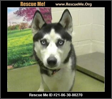 - California Dog Rescue - ADOPTIONS - Rescue Me!