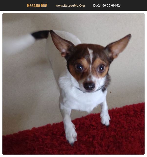 ADOPT 21063000462 ~ Chihuahua Rescue ~ Reedsport, OR