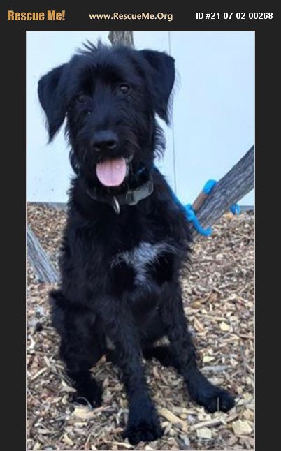 ADOPT 21070200268 ~ Black Russian Terrier Rescue ~ Van Nuys, CA