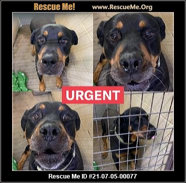 - California Dog Rescue - ADOPTIONS - Rescue Me!