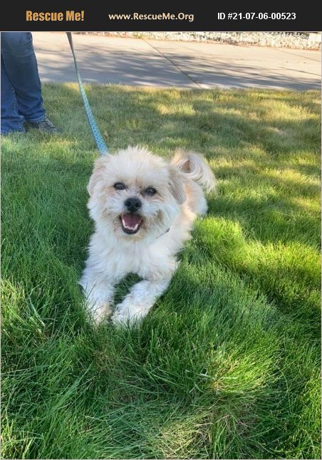 ADOPT 21070600523 ~ Shih Tzu Rescue ~ Twin Falls, ID