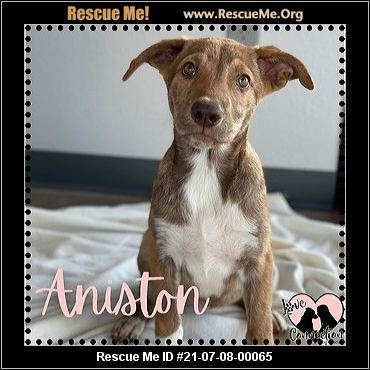 - Arizona Lab Rescue - ADOPTIONS - Rescue Me!