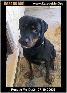 - Arizona Rottweiler Rescue - ADOPTIONS - Rescue Me!