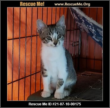 - Washington Cat Rescue - ADOPTIONS - Rescue Me!