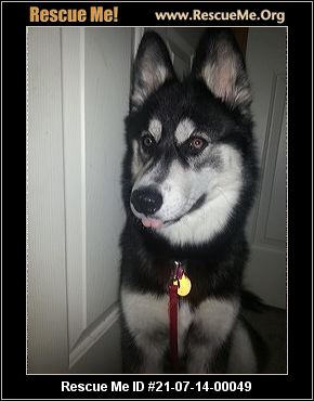 - Michigan Siberian Husky Rescue - ADOPTIONS - Rescue Me!