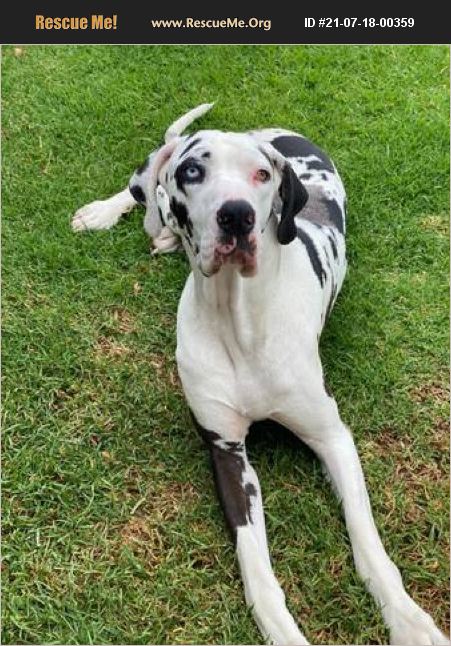 ADOPT 21071800359 ~ Great Dane Rescue ~ Oceanside, CA