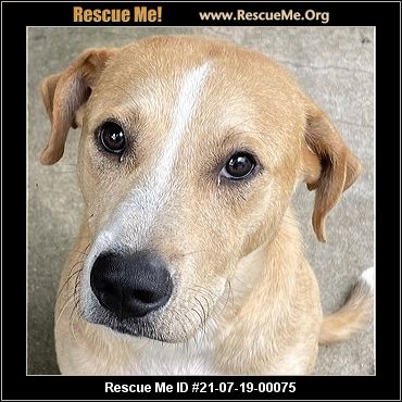 - Connecticut Dog Rescue - ADOPTIONS - Rescue Me!
